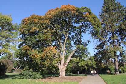 Acer opalus - Neapolitan maple (Forestry maple)