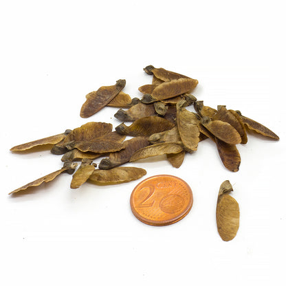 Acer buergerianum - trident maple (20 seeds)