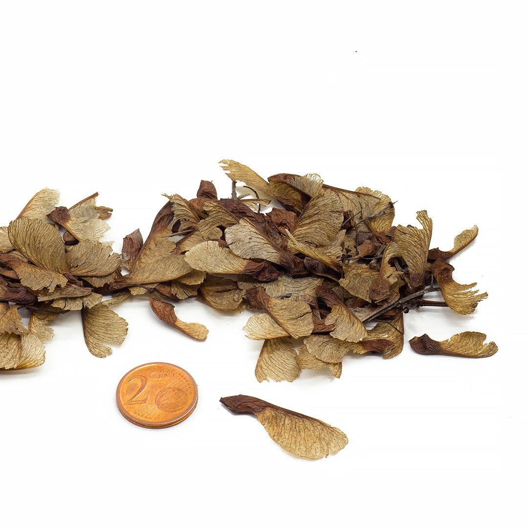Acer ginnala - Amur maple (30 seeds)