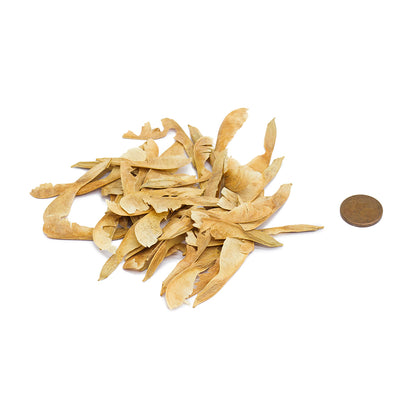 Acer negundo - American maple (20 seeds)