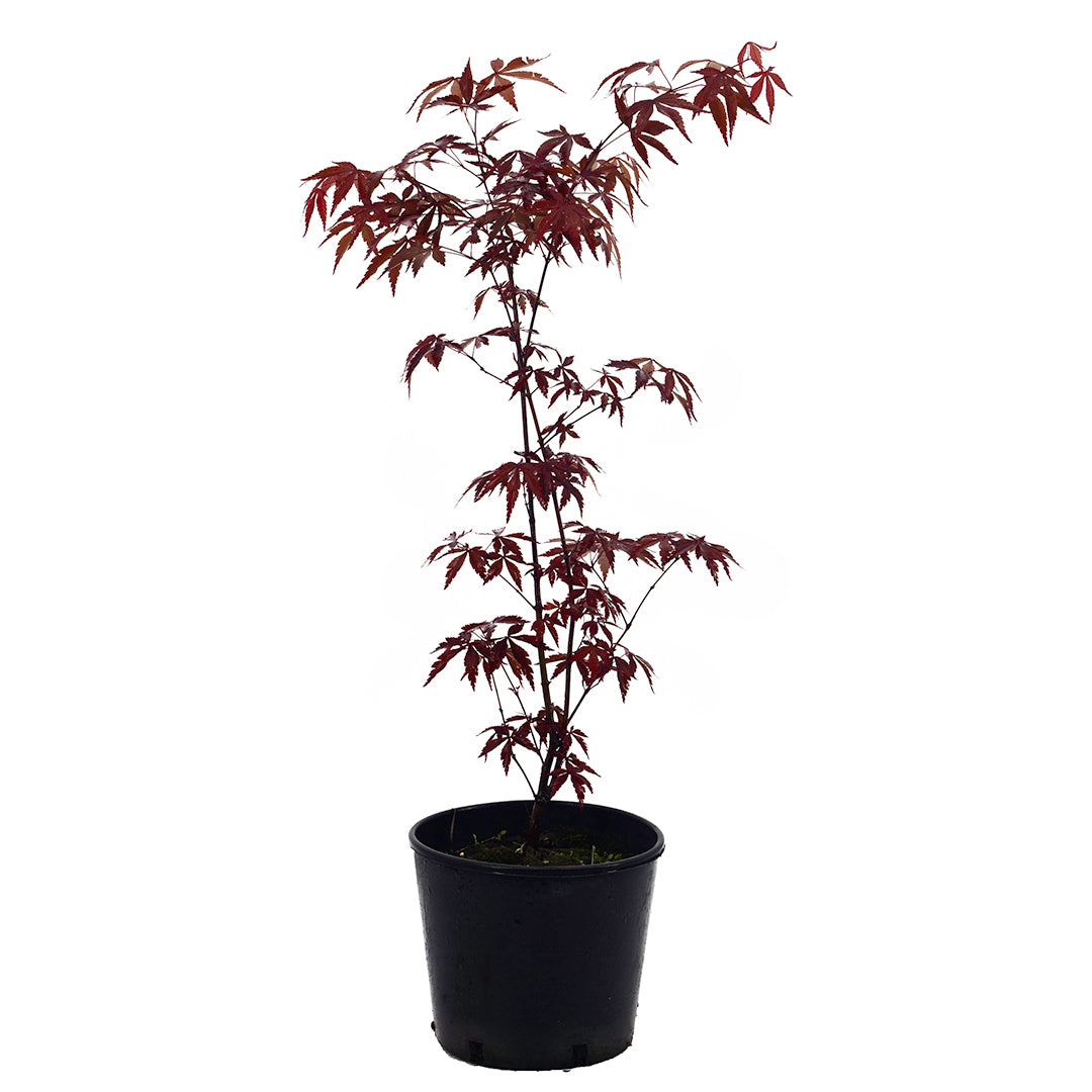 Acer palmatum "atropurpureum" - red maple (Pot 14-16-18 cm, FRANCO)