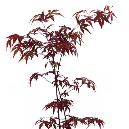 Acer palmatum "atropurpureum" - red maple (Pot 14-16-18 cm, FRANCO)