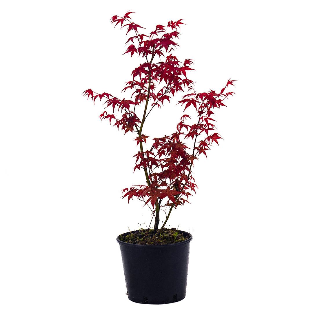 Acer palmatum cv. deshojo - acero giapponese rosso (Vaso 18 cm, FRAN –  Vivai Mola della Badia