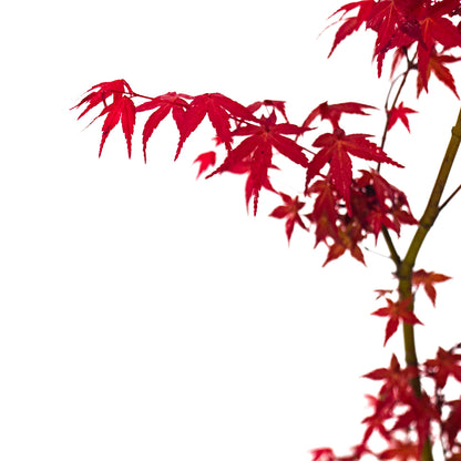 Acer Palmatum Cv. "Deshojo" - Red Japanese Maple (Square Vase 9X9X10 Cm, FRANCO)