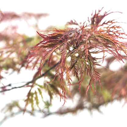 Acer palmatum "dissectum garnet" - acero giapponese rosso dissectum (Vaso 18 cm, INNESTATO)