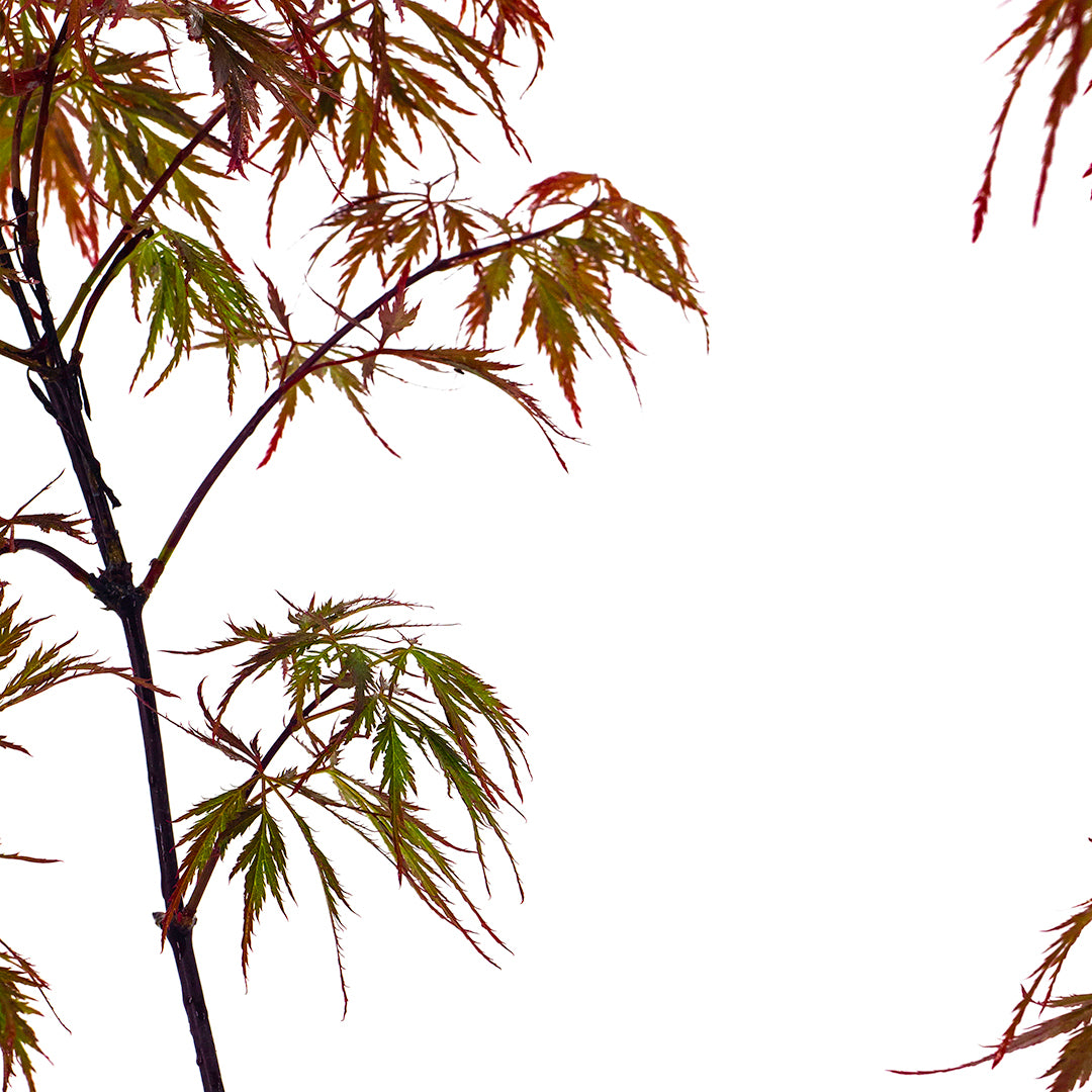 Acer palmatum "dissectum nigrum" - acero giapponese bordò dissectum (Vaso 18 cm, INNESTATO)