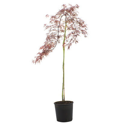 Acer palmatum "red star dissectum" (HIGH GRAFTING) - dissectum red Japanese maple (18 cm pot)