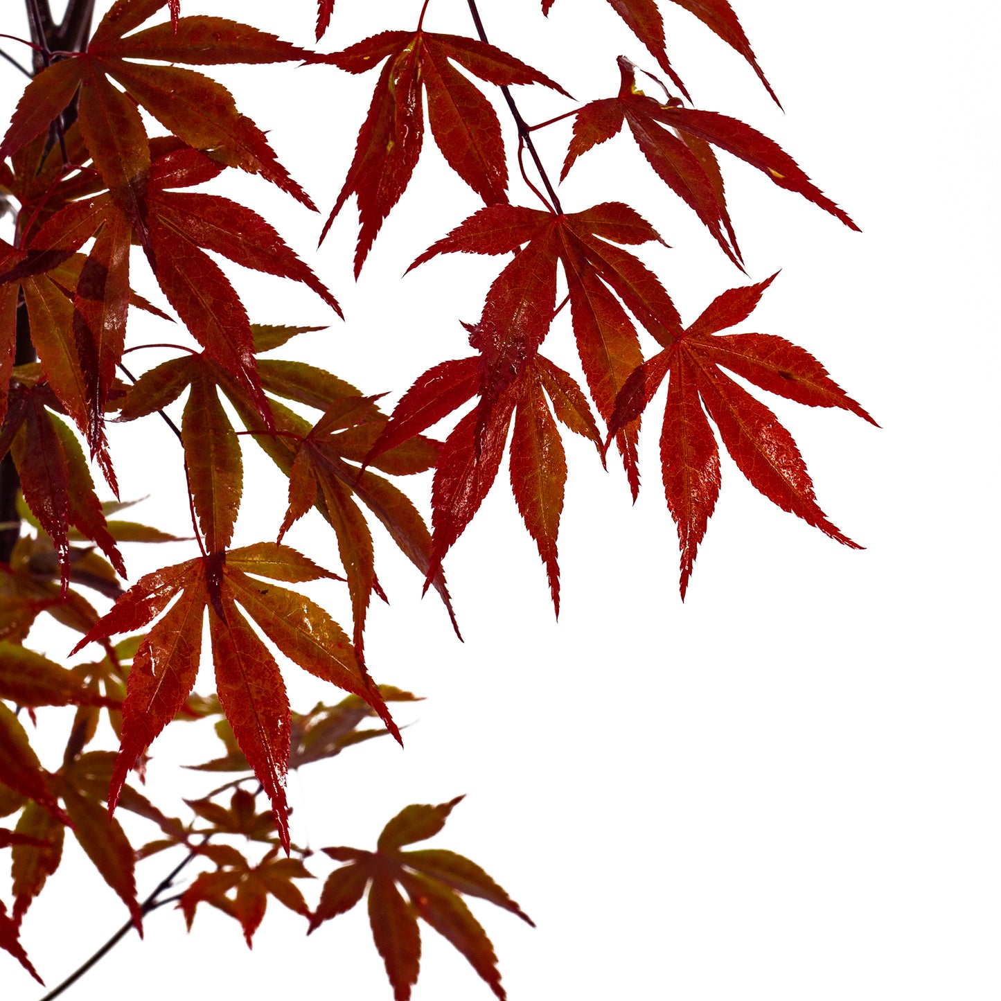 Acer palmatum cv. "fire glow" fg1 - acero giapponese rosso (Pianta in vaso, INNESTATO)