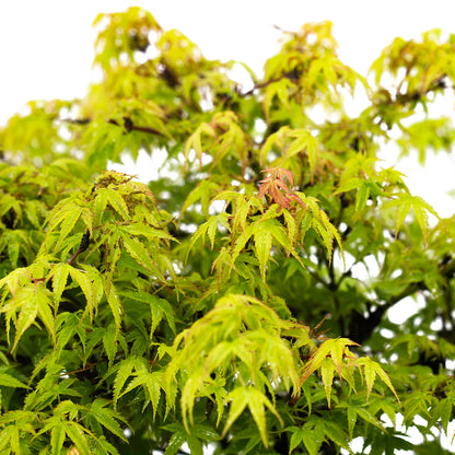 Acer palmatum cv "kiyohime o little princess" FRANCO - dwarf green Japanese maple (30 cm pot)
