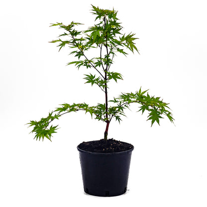 Acer palmatum "corallinum" - Japanese maple with orange trunks (18 cm pot, GRAFTED)