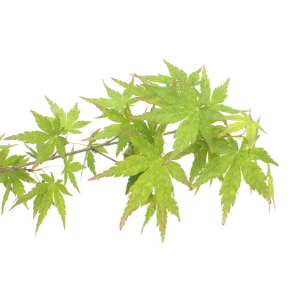 Acer Palmatum Polymorphum Cv. "Viridis" - Green Japanese Maple (Square Vase 9X9X20 Cm, FRANCO)