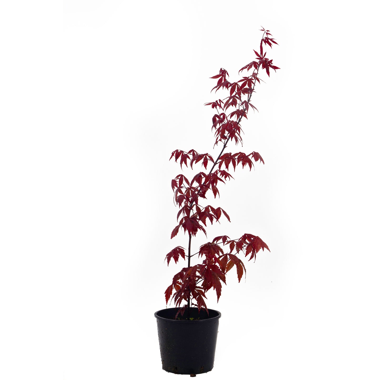 Acer palmatum "atropurpureum" - red maple (Pot 14-16-18 cm, FRANCO)