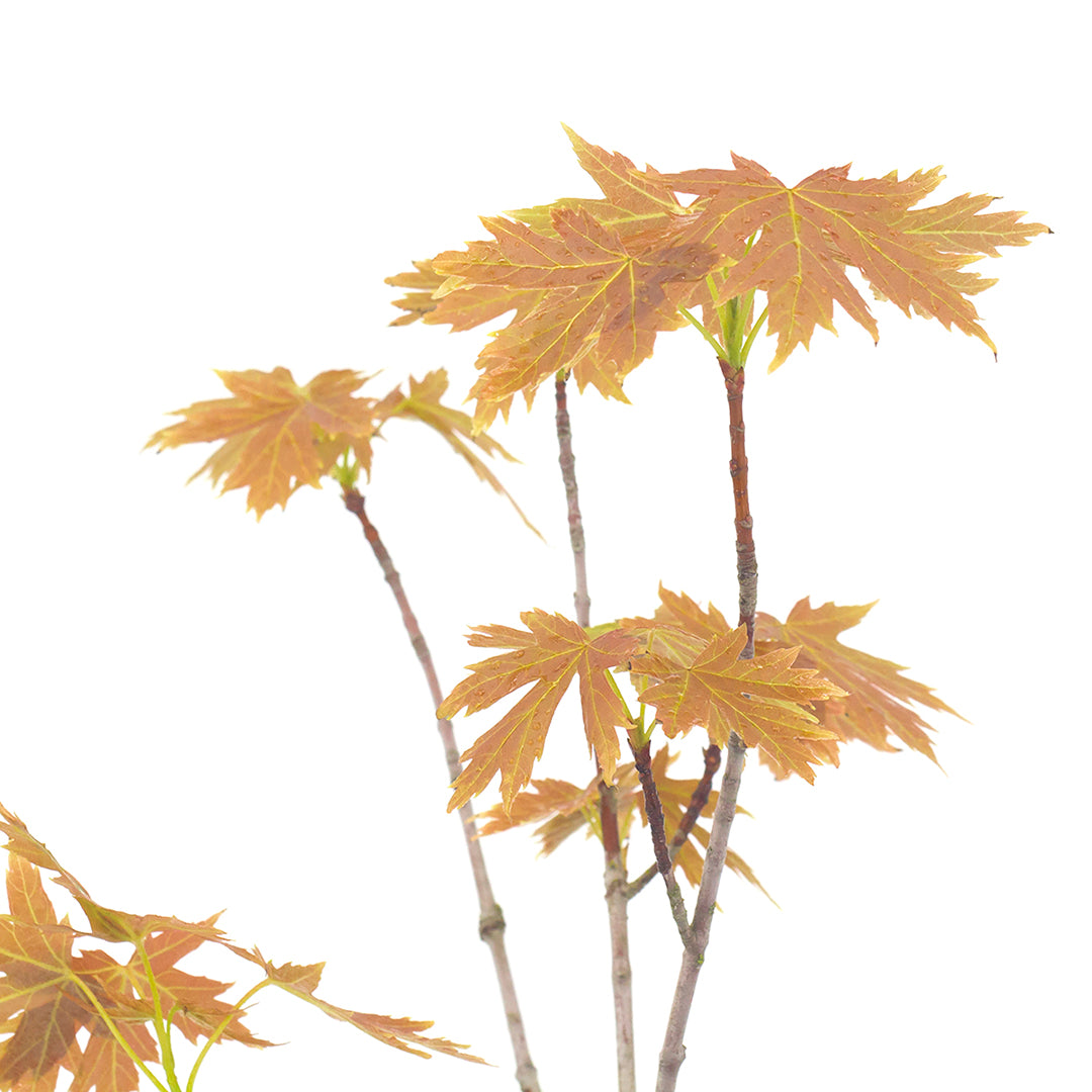 Acer saccharinum - saccharinum maple (Square vase 9x9x20 cm)