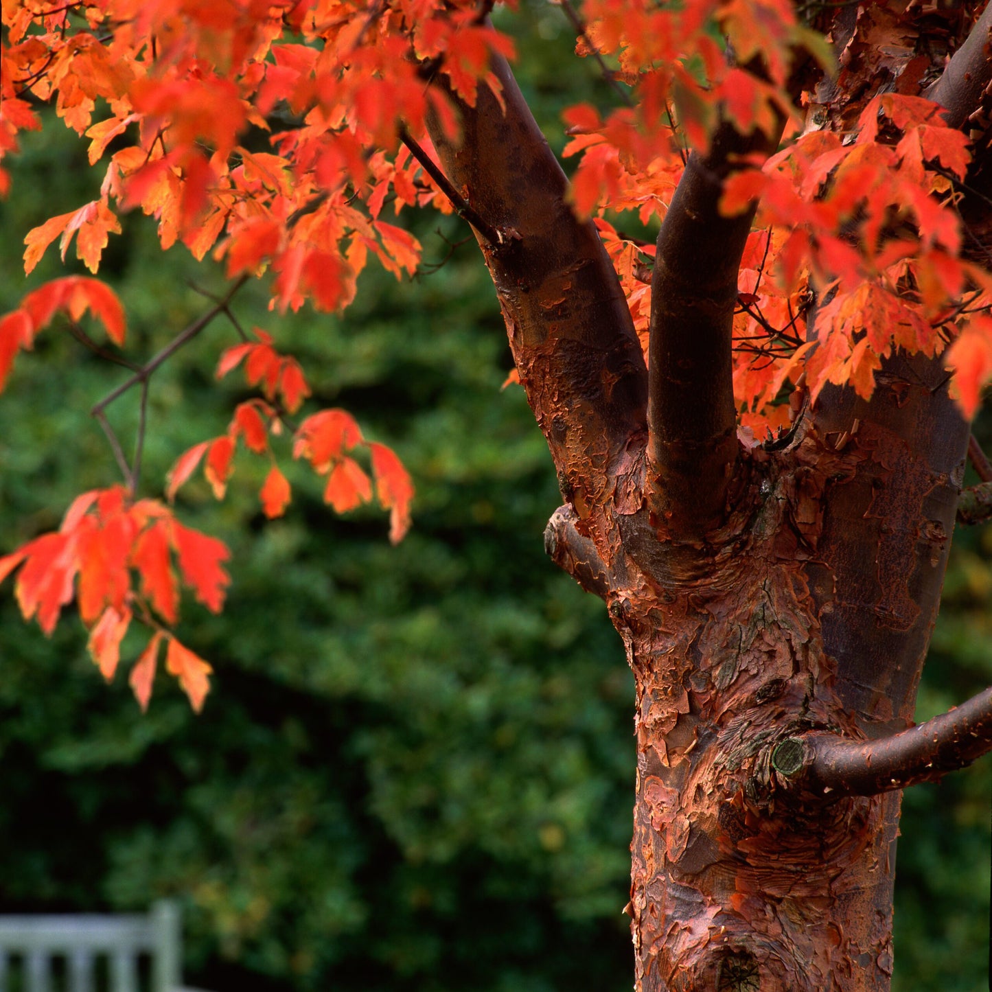 Acer griseum - acero della corteccia di carta (Vaso quadro 9x9x20 cm)