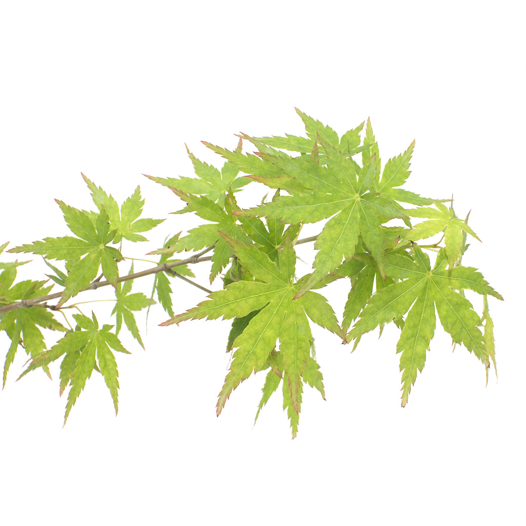 Acer Palmatum Polymorphum Cv. "Viridis" FRANCO BASSO - Acero Giapponese Verde (Alveolo Forestale)