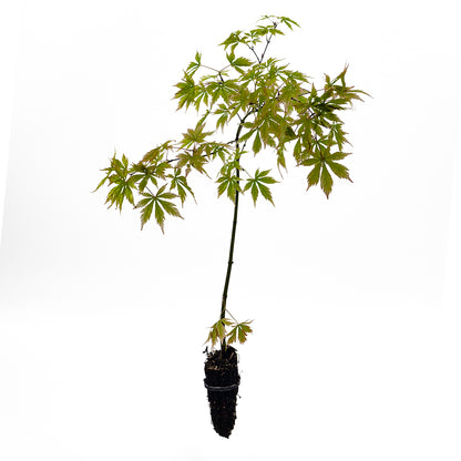 Acer Palmatum Polymorphum Cv. "Viridis" FRANCO BASSO - Acero Giapponese Verde (Alveolo Forestale)