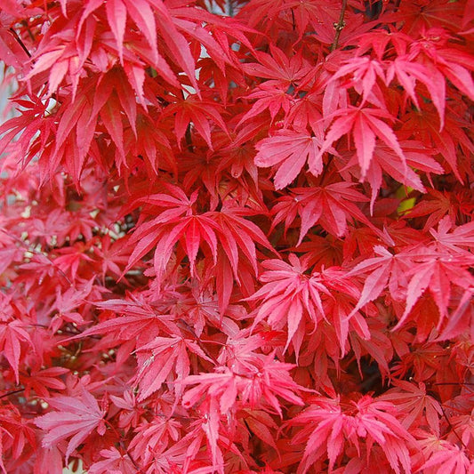 Acer palmatum "Skeeter's Broom" INNESTATO - acero giapponese rosso (Vaso 20 cm)