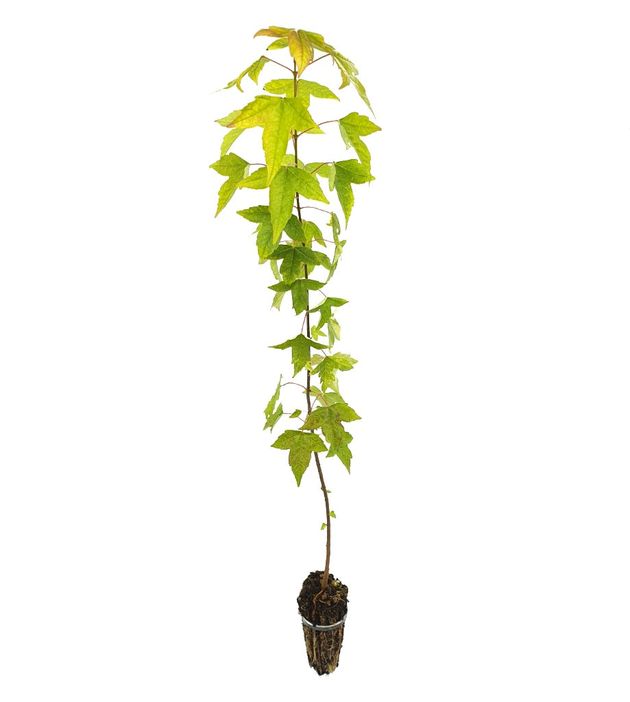 40x Acer Buergerianum - Acero Tridente (Offerta 40 Alveoli)