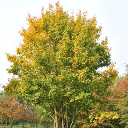 Acer campestre - acero campestre (Pianta in Vaso)