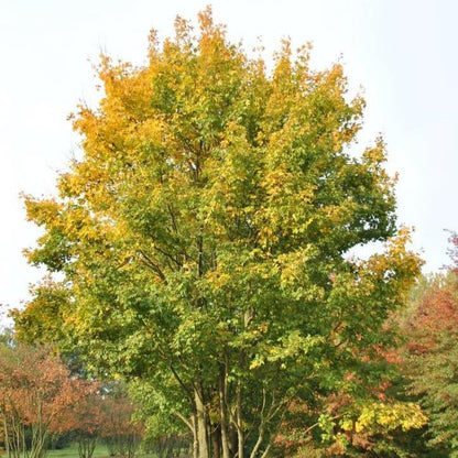 Acer campestre - acero campestre (Alveolo forestale)