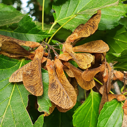 Acer ginnala - Amur maple (forest honeycomb)