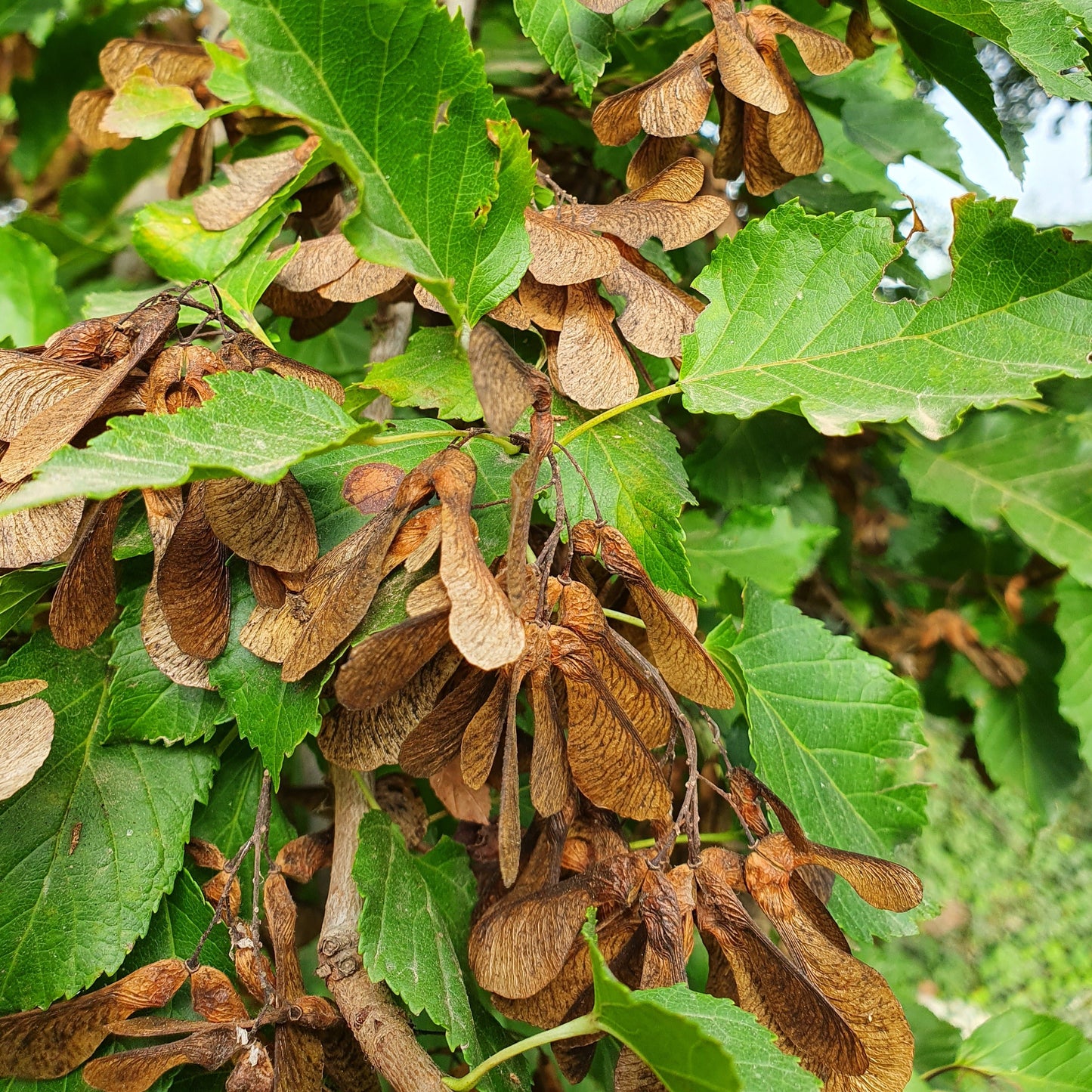 Acer ginnala - Amur maple (forest honeycomb)