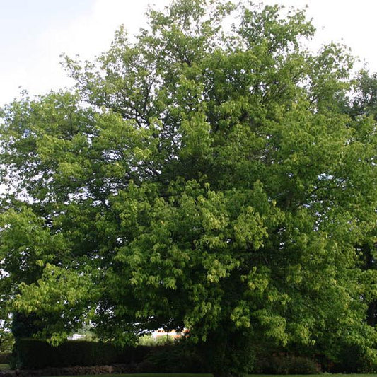 Acer negundo - American maple (forest honeycomb)