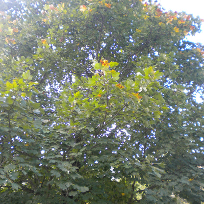 Acer opalus - Neapolitan maple (Forestry maple)