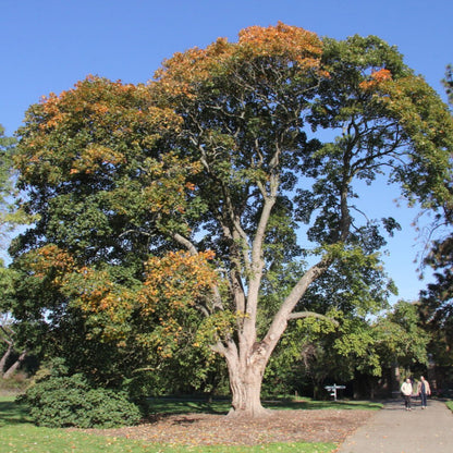 Acer opalus - Neapolitan maple (Forestry maple)