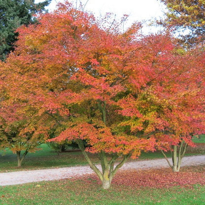 Acer palmatum "corallinum" INNESTATO - acero giapponese a fusti arancioni (Vaso 24 cm)