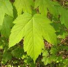 Acer pseudoplatanus foglia VivaiMDB