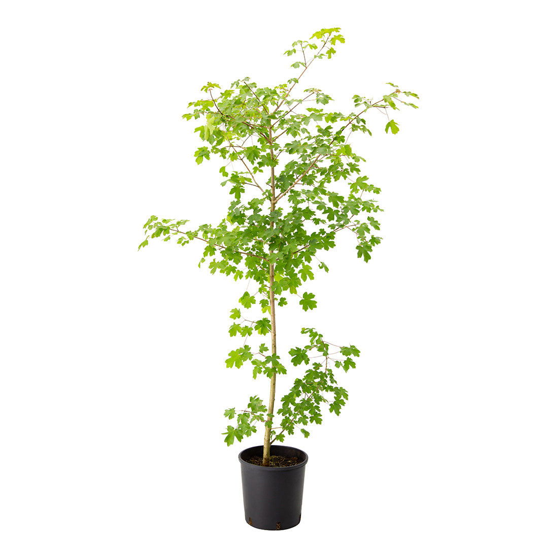 Acer campestre - acero campestre (Vaso 18 cm)