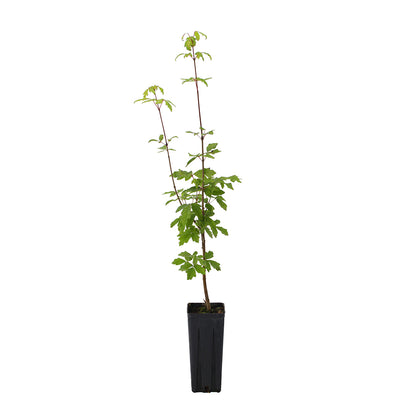 Acer griseum - acero della corteccia di carta (Vaso quadro 9x9x20 cm)