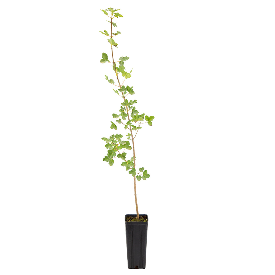 Acer monspessulanum - acero minore (Vaso quadro 9x9x20 cm)