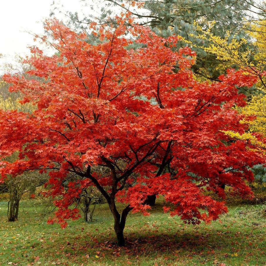 Acer ginnala - Amur maple (forest honeycomb)