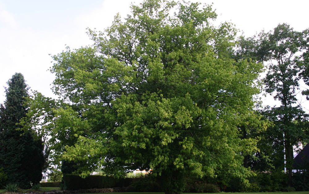 Acer negundo - American maple (20 seeds)