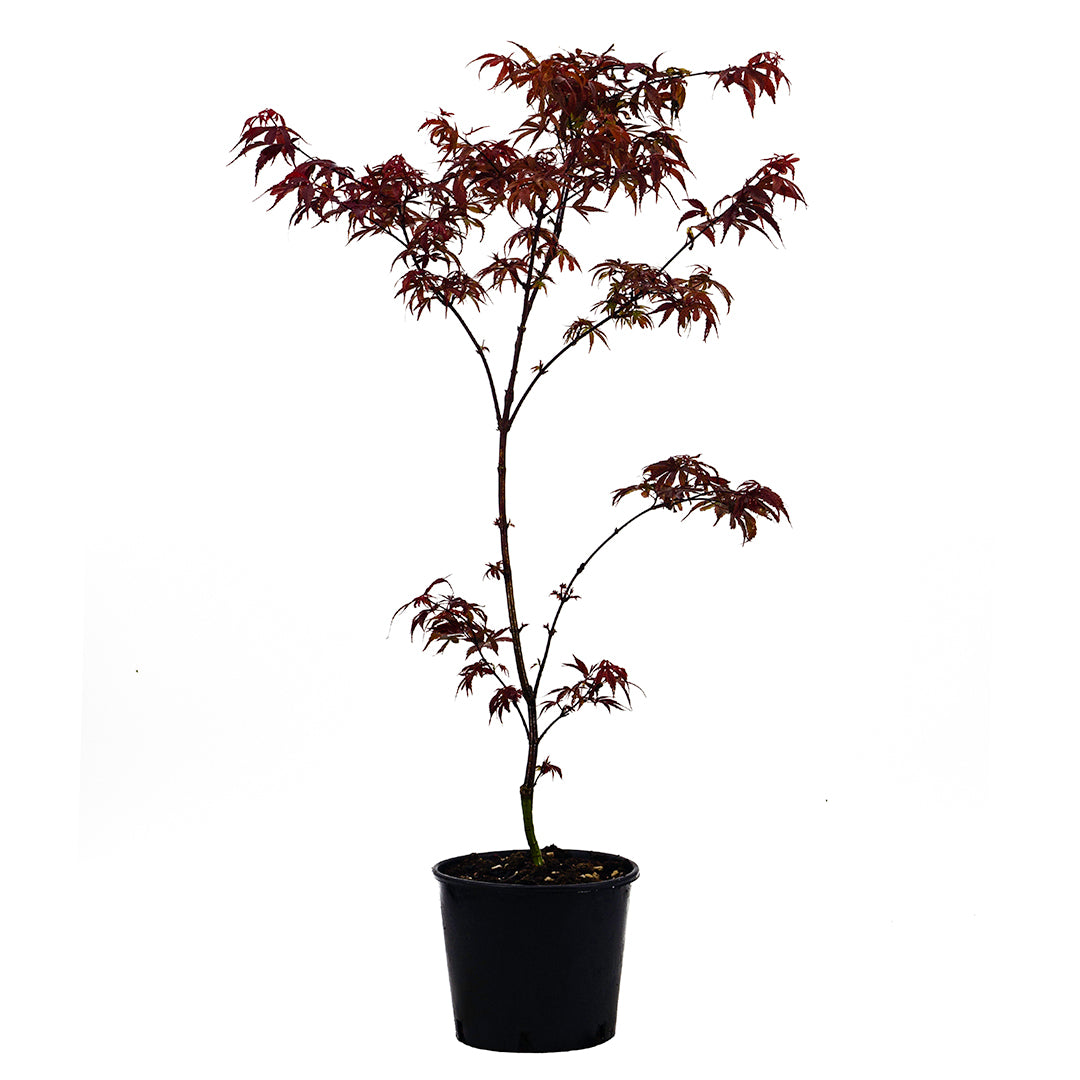 Acer palmatum "Skeeter's Broom" INNESTATO - acero giapponese rosso (Vaso 20 cm)