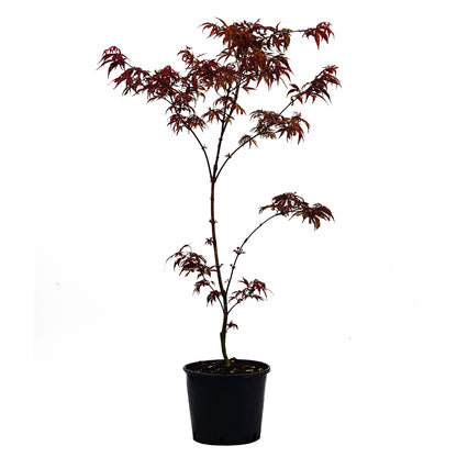 Acer palmatum "Skeeter's Broom" INNESTATO - acero giapponese rosso (Vaso 20 cm)