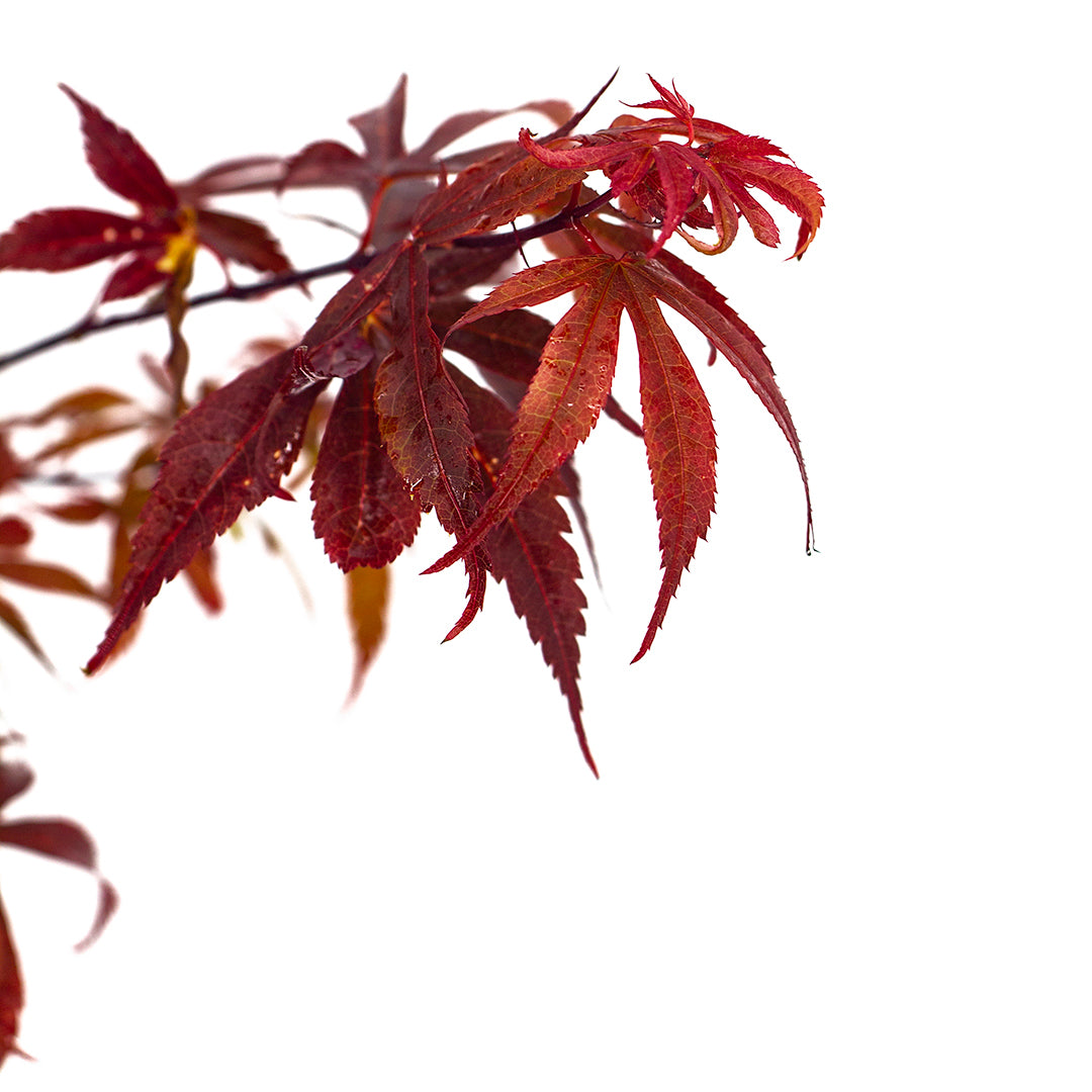 Acer palmatum "Skeeter's Broom" INNESTATO - acero giapponese rosso (Vaso 20 cm)