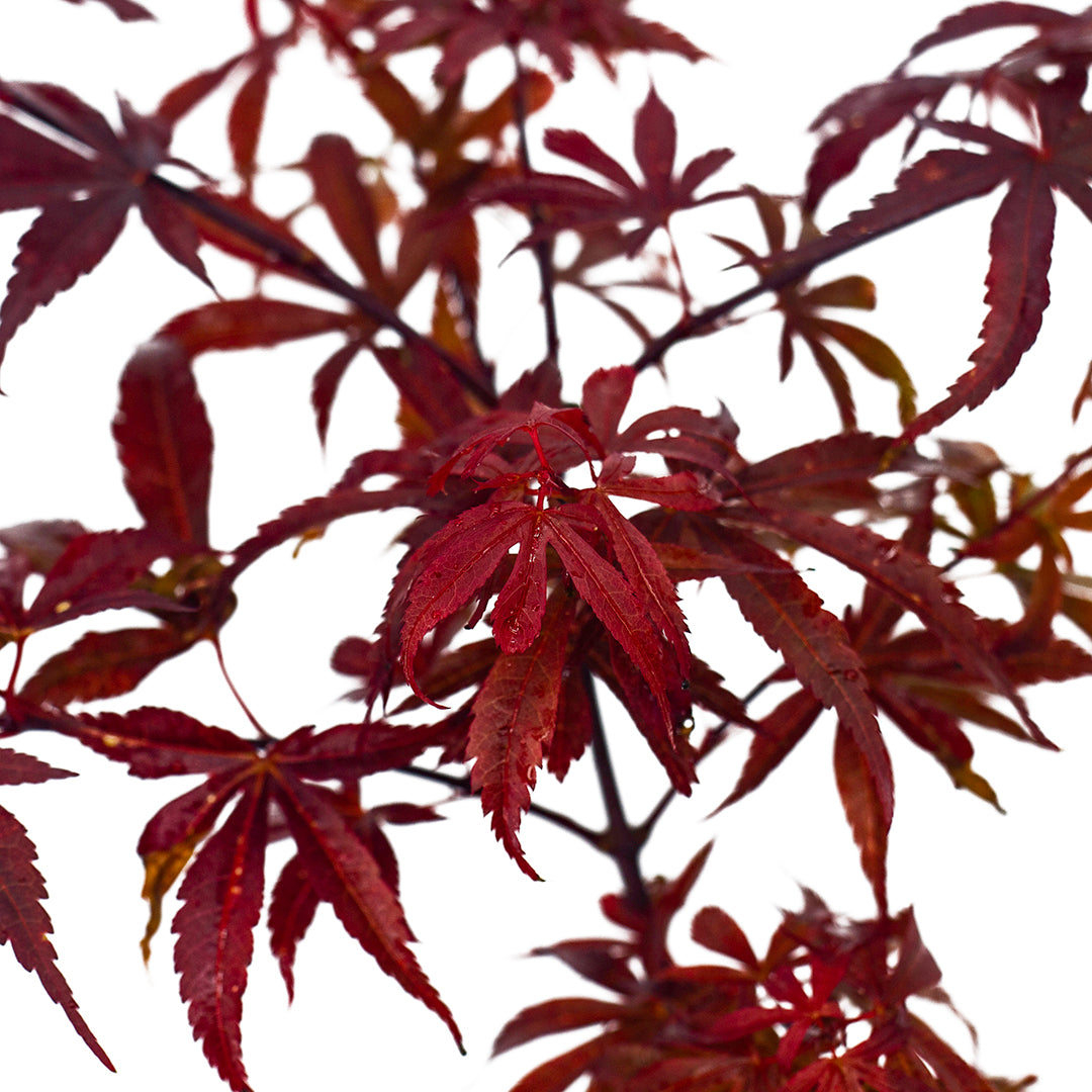 Acer palmatum "Skeeter's Broom" INNESTATO - acero giapponese rosso (Vaso 20 cm)