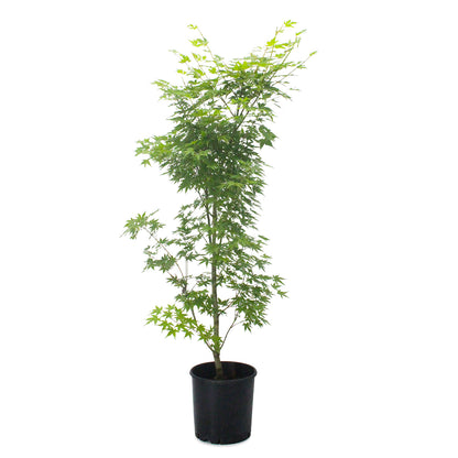 Acer palmatum "corallinum" INNESTATO - acero giapponese a fusti arancioni (Vaso 24 cm)
