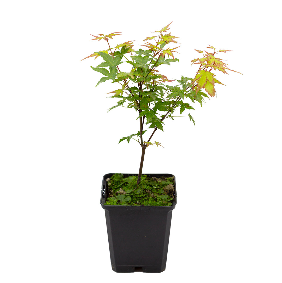 Acer palmatum cv. "Little princess"  FRANCO - acero giapponese verde nano (Vaso quadro 9x9x10 cm)