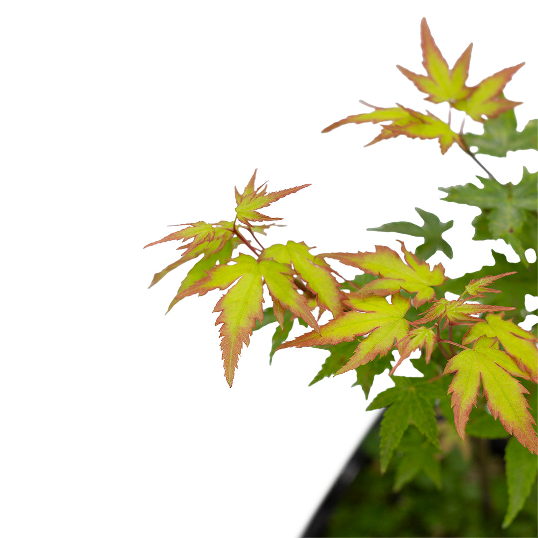Acer palmatum cv. "Little princess"  FRANCO - acero giapponese verde nano (Vaso quadro 9x9x10 cm)