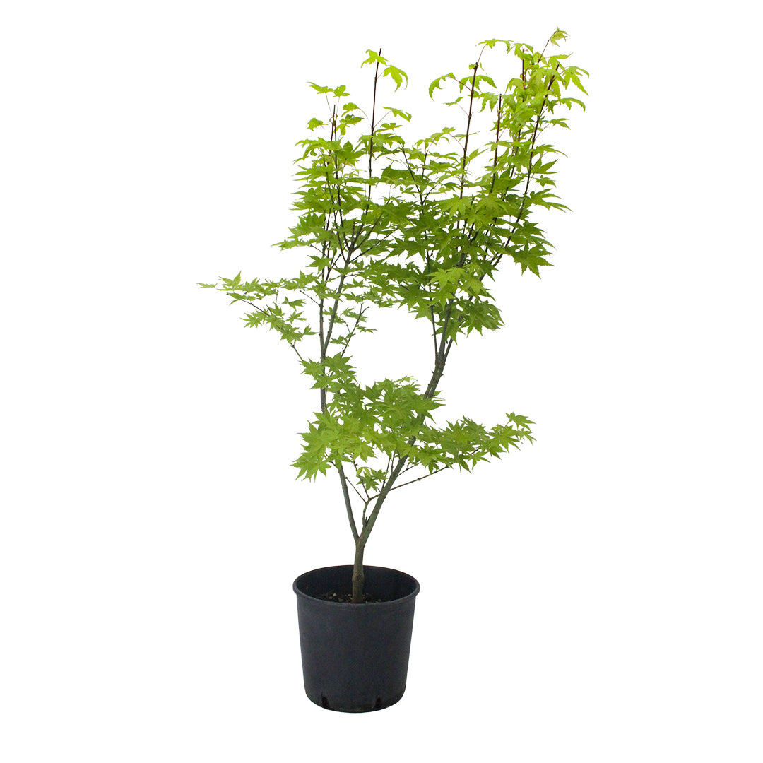 Acer palmatum cv. "Summer Gold" INNESTATO - acero giapponese dorato (Vaso 20 cm)