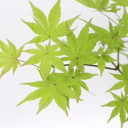 Acer palmatum cv. "Summer Gold" INNESTATO - acero giapponese dorato (Vaso 20 cm)