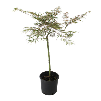 Acer palmatum "dissectum stella rossa" - INNESTO ALTO acero giapponese rosso dissectum (Vaso 22 cm)