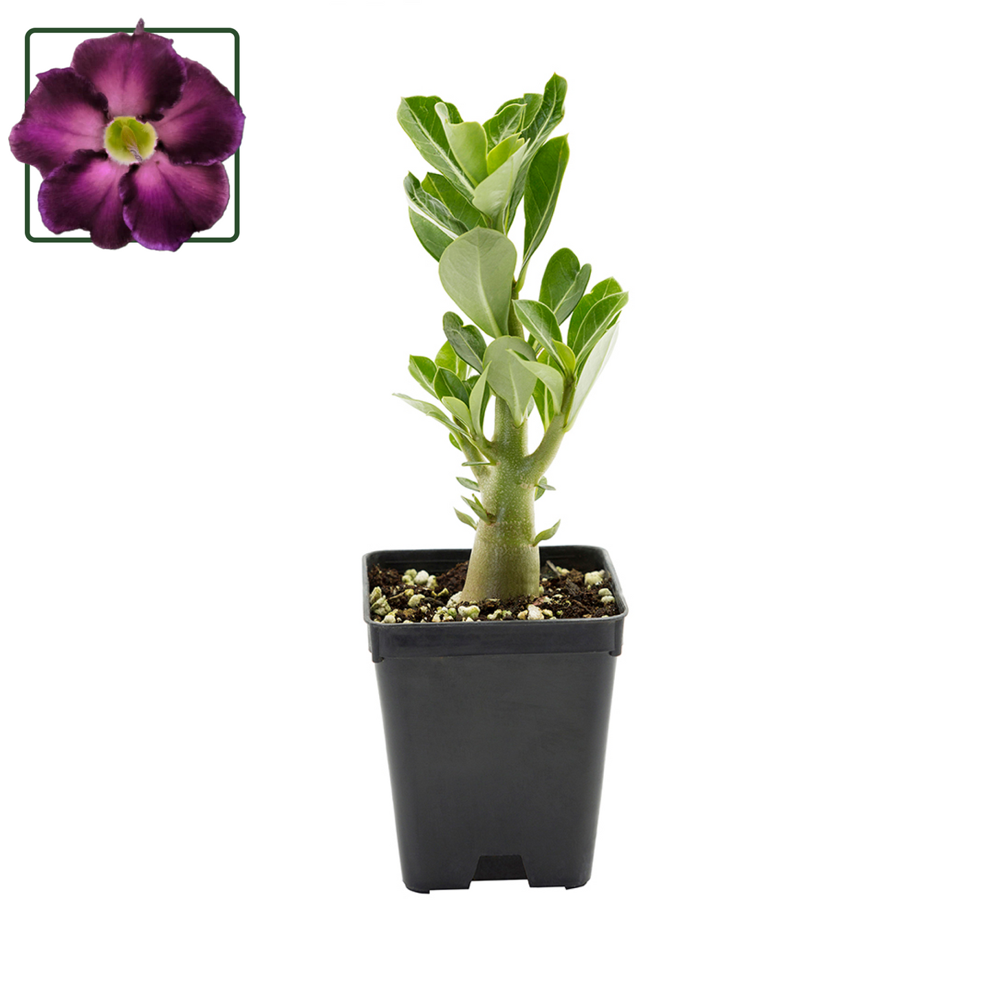 Adenium obesum KO ebay 99 - rosa del deserto (Vaso quadro 7x7x8 cm)