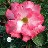 Adenium obesum cv "Mermaid" - rosa del deserto (Vaso quadro 7x7x8 cm)