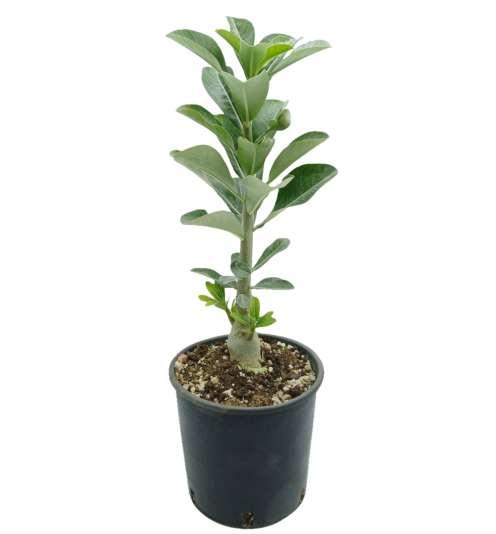 Adenium obesum cv "New Yellow" - rosa del deserto (Vaso 15 cm)