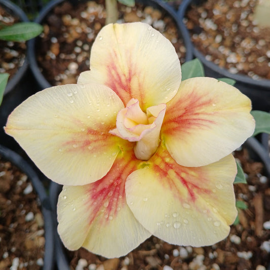 Adenium obesum cv "new yellow" - desert rose (15 cm pot)